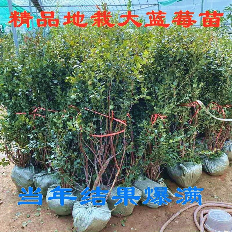 大果蓝莓苗阳台庭院南方北方种植蓝莓树苗当年结果特大蓝莓果树苗