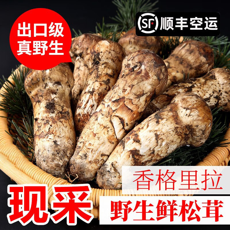 2024香格里拉新鮮松茸產(chǎn)地批發(fā)可一件代發(fā)