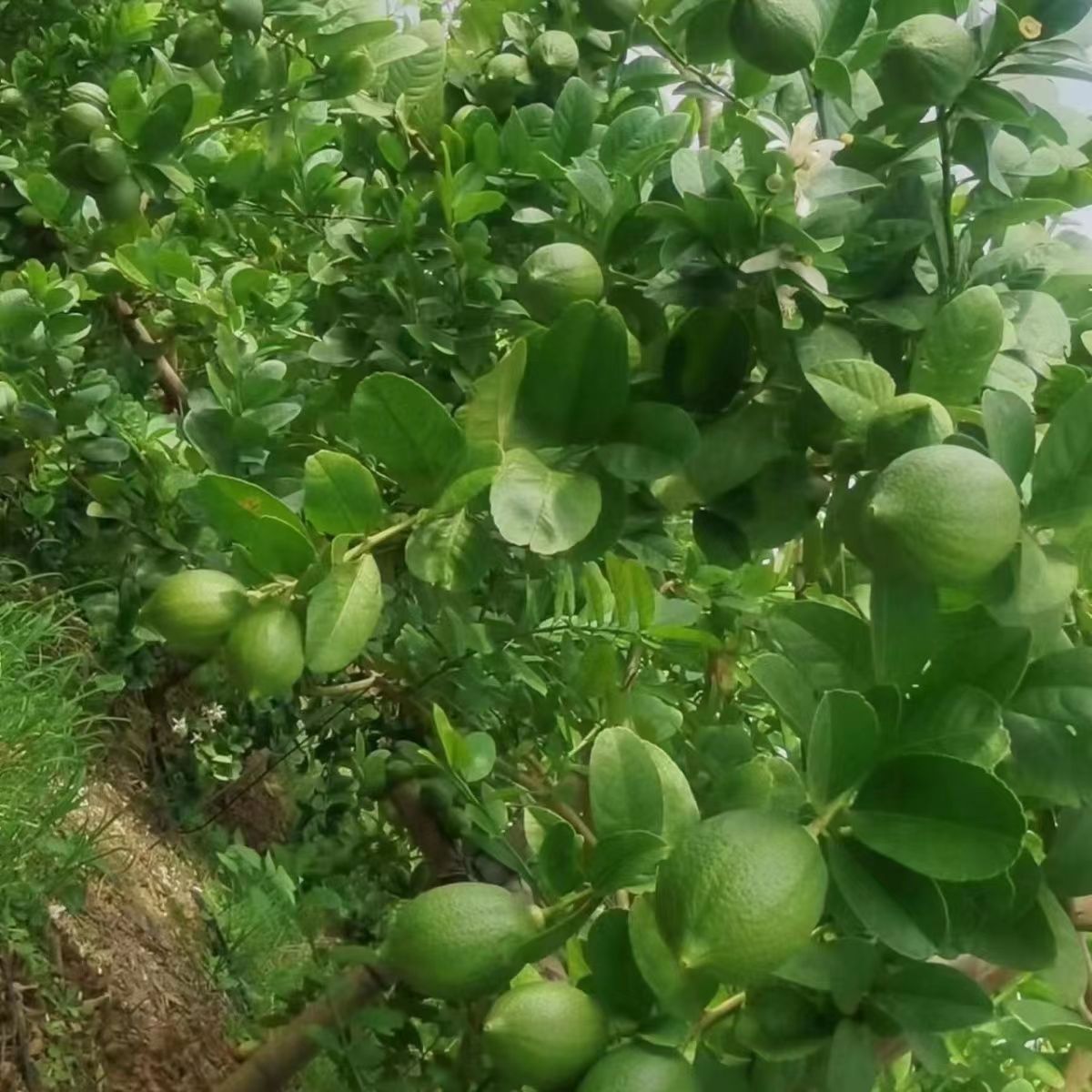 广东香水柠檬树苗四季结果苗地栽核南方种植青柠檬树苗盆栽精品苗