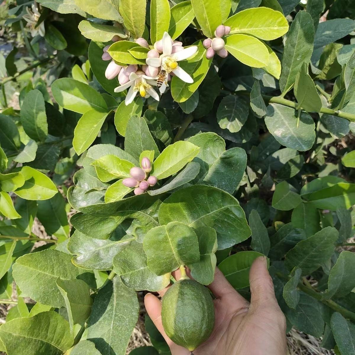 广东香水柠檬树苗四季结果苗地栽核南方种植青柠檬树苗盆栽精品苗