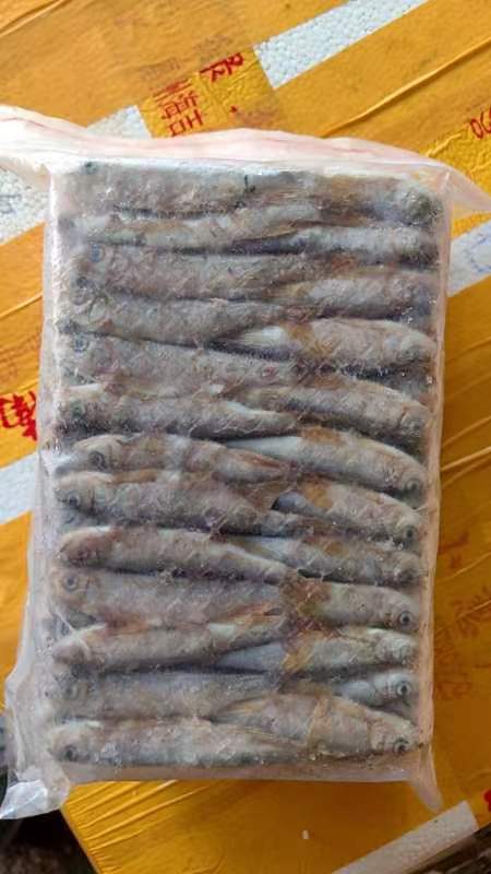 新丰县马口鱼
