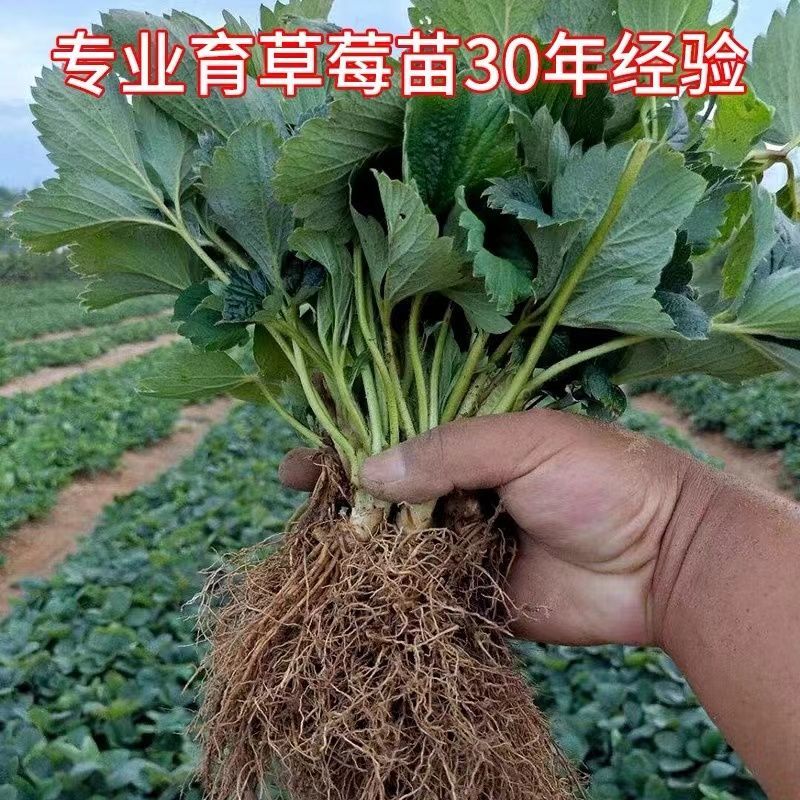 山东四季奶油草莓苗阳台地栽盆栽红颜牛奶秧苗大棚露天种植包邮价