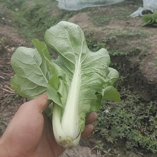 成都快菜