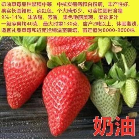 山东四季奶油草莓苗阳台地栽盆栽红颜牛奶秧苗大棚露天种植包邮价