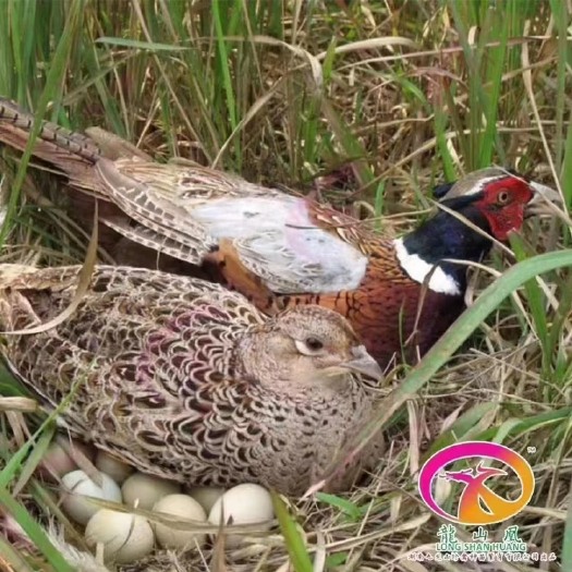 广州七彩山鸡苗