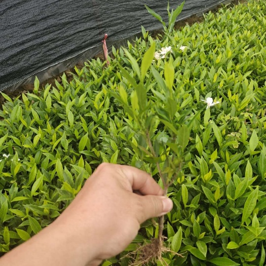 小叶桅子花小苗  杯苗 绿化工程色块苗