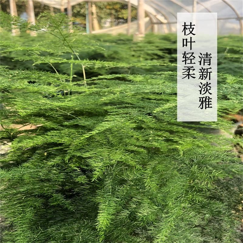 文竹盆栽室内植物花卉盆景客厅办公室桌面绿植好养云竹矮四季常青