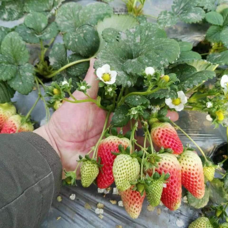 山东四季奶油草莓苗阳台地栽盆栽红颜牛奶秧苗大棚露天种植包邮价