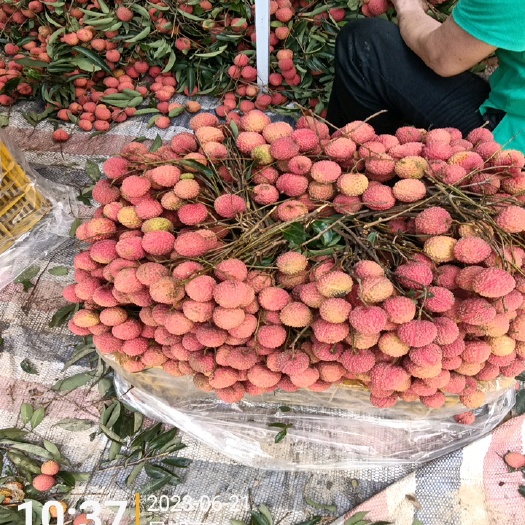 东莞市糯米糍、桂味