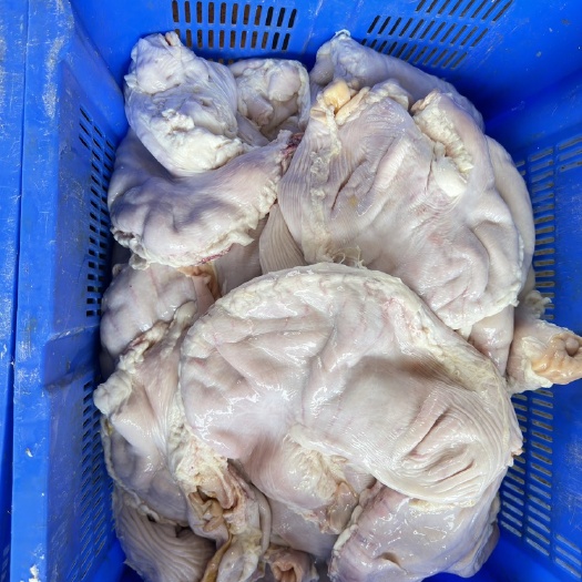 靓母猪肚