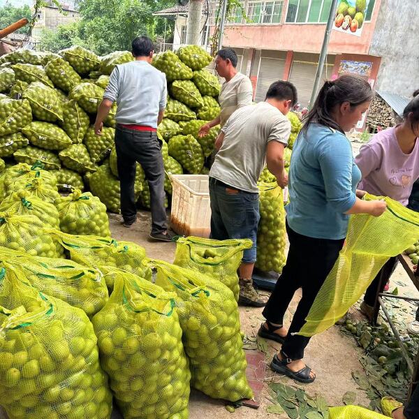 大量青皮核桃上市了口感脆甜香保质保量欢迎各界老板来电洽谈