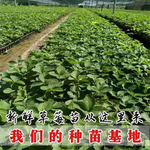 平邑县脱毒四季草莓苗南北方阳台种植果树苗奶油草莓种苗秧盆栽当年结果