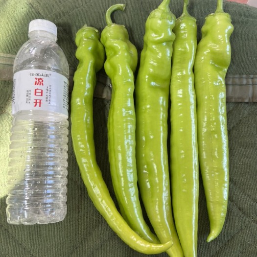 天镇县辣椒