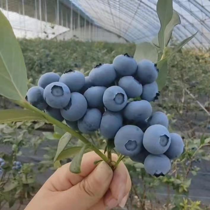 大果蓝莓苗阳台庭院南方北方种植蓝莓树苗当年结果特大蓝莓果树苗