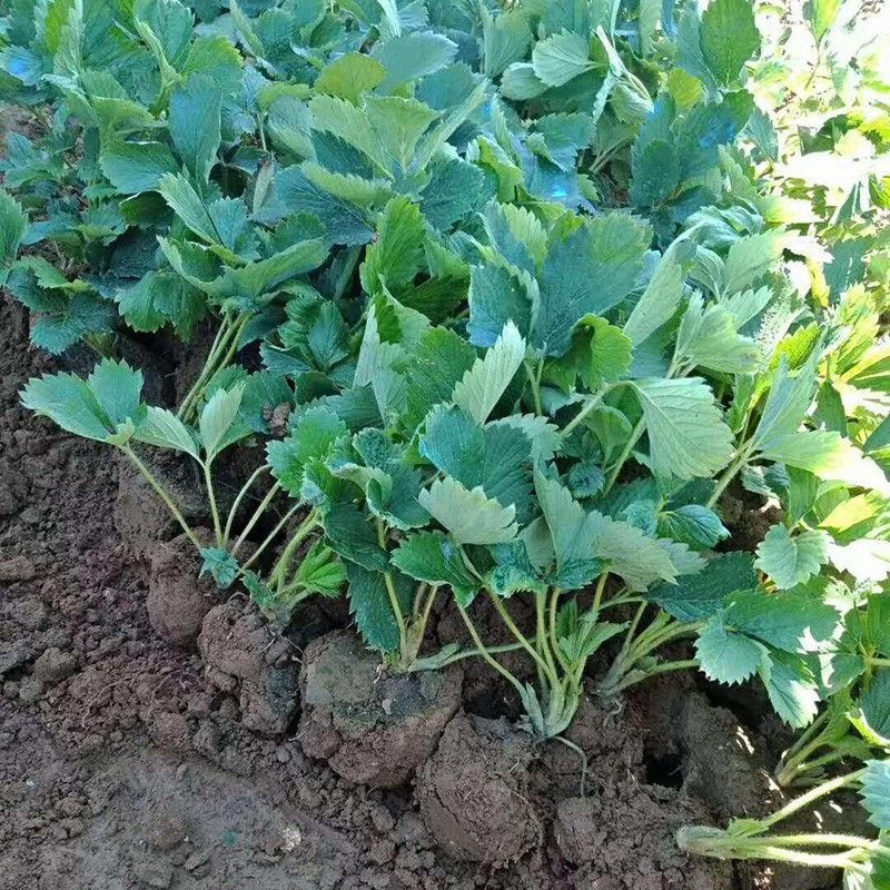 山东四季奶油草莓苗阳台地栽盆栽红颜牛奶秧苗大棚露天种植包邮价