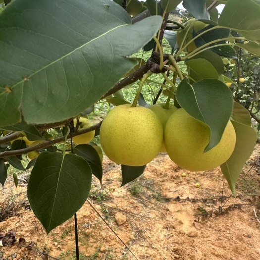 昆明云南早白蜜梨，丁香梨