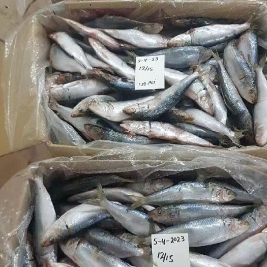 乳山市马来西亚沙丁鱼巴基斯坦印尼沙丁鱼