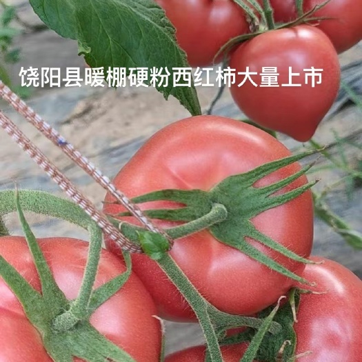 饶阳县饶阳县精品硬粉西红柿大量上市中