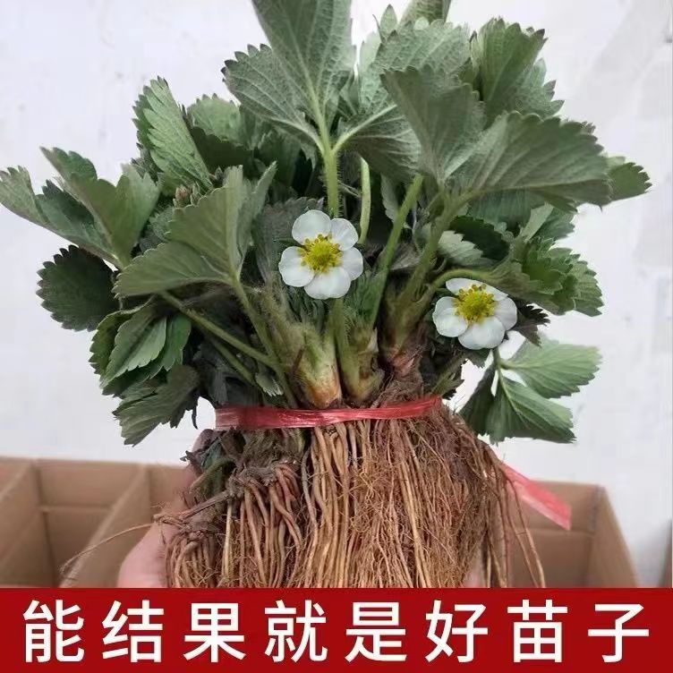 山东四季奶油草莓苗阳台地栽盆栽红颜牛奶秧苗大棚露天种植包邮价