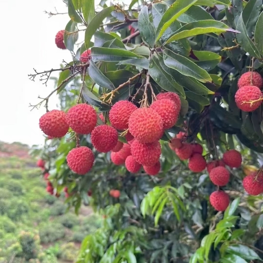 广州从化流溪桂味荔枝