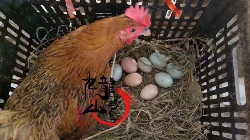 广州麻羽绿壳蛋鸡苗