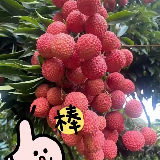 广州从化流溪桂味荔枝