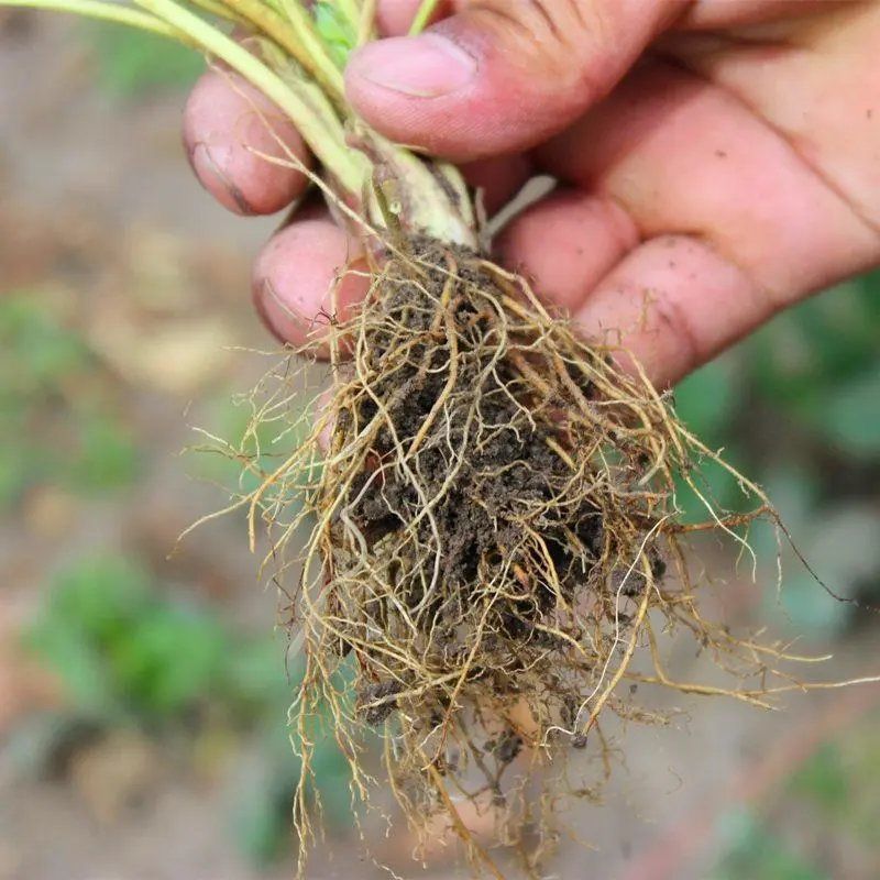 山东四季奶油草莓苗阳台地栽盆栽红颜牛奶秧苗大棚露天种植包邮价