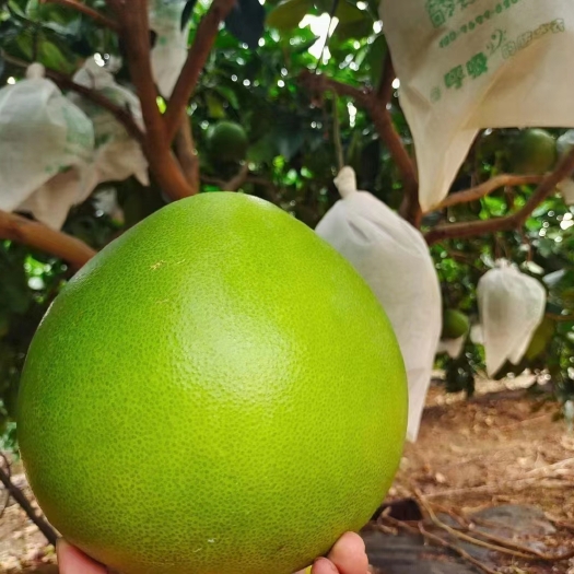 海南澄迈水晶蜜柚；预计 8 月 20 好采摘