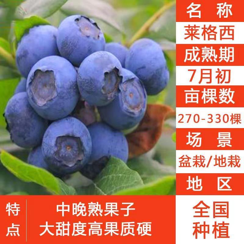 大果蓝莓苗阳台庭院南方北方种植蓝莓树苗当年结果特大蓝莓果树苗