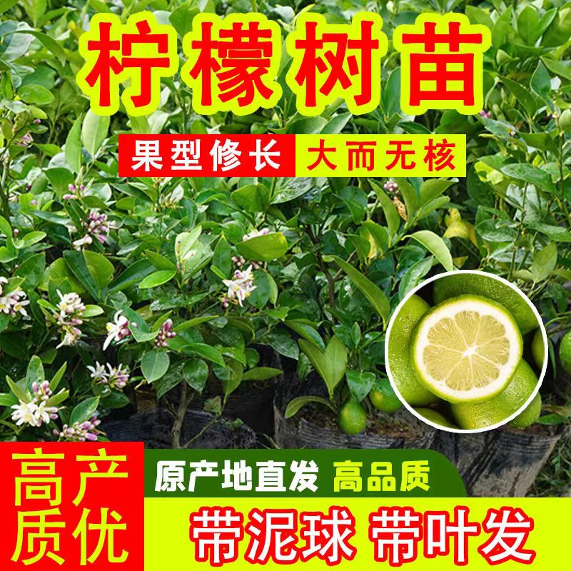 广东香水柠檬树苗四季结果苗地栽核南方种植青柠檬树苗盆栽精品苗