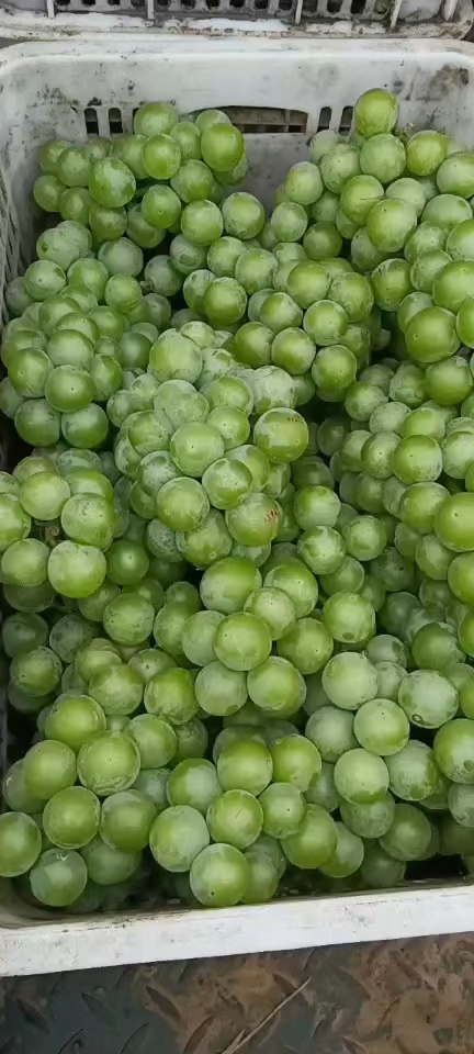加工厂专用无核青乒乓球。