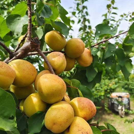 临猗县荷兰香蜜杏，纯甜