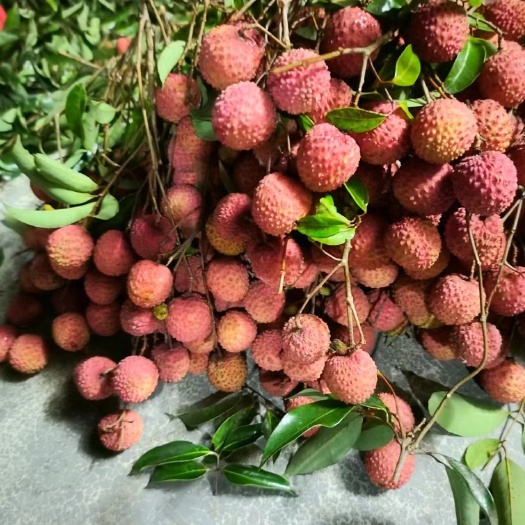 惠州桂味