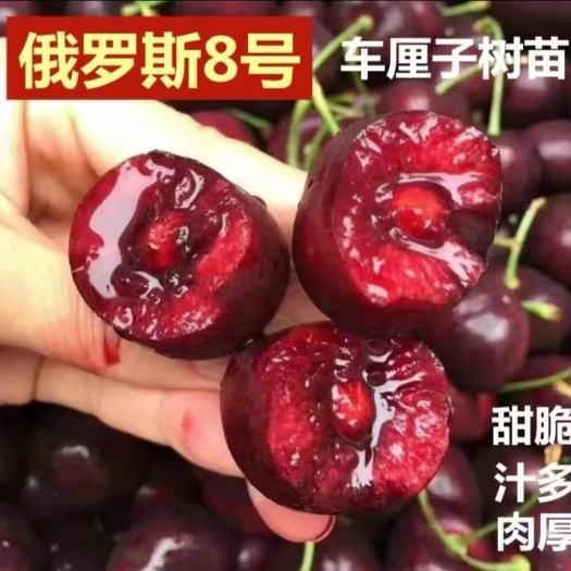 平邑县樱桃苗俄罗斯8号大樱桃树苗南北方种植抗寒苗
当年、二年苗