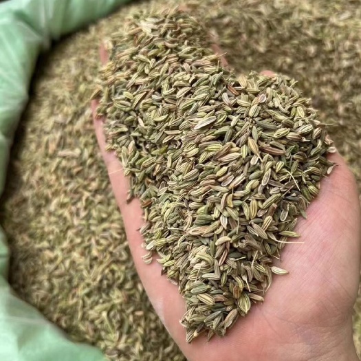 玉林特绿小茴香国产散装批发一手货源