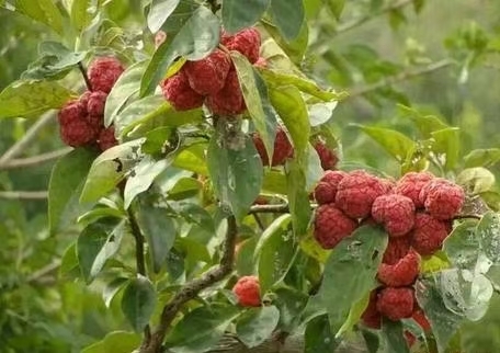 鄱阳县柘树苗 江西柘树苗 保湿 包邮