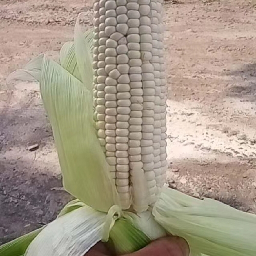 鲜糯玉米基地直供