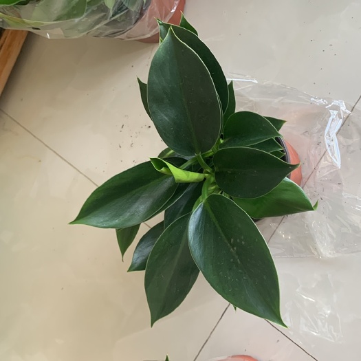 青州市绿公主