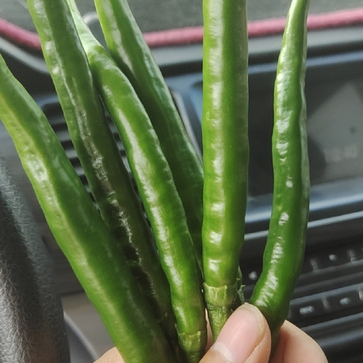中江县3号线椒