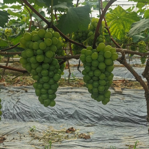 海盐县无核4号葡萄