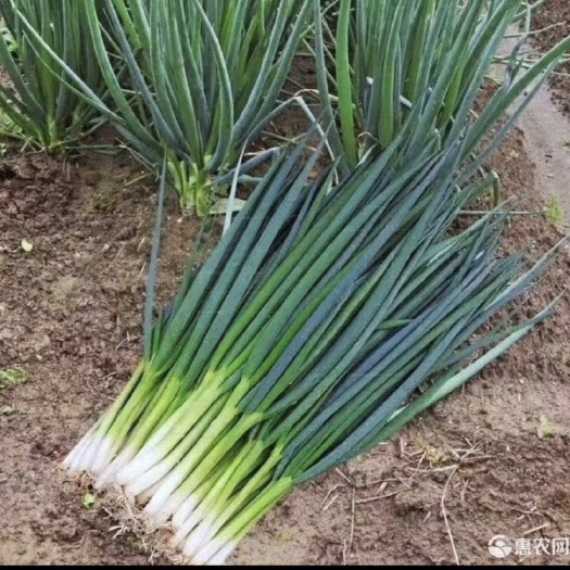 太康县小香葱 精品独颗