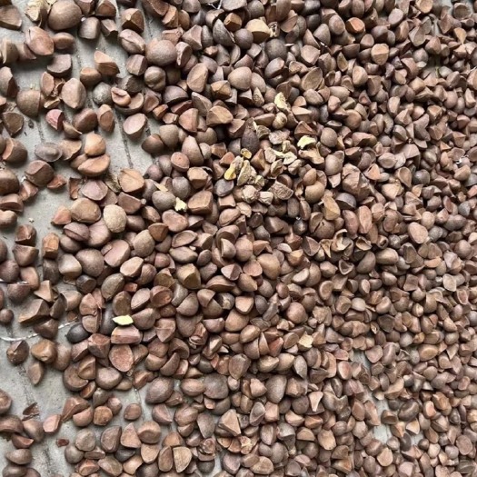 建宁县茶籽茶油