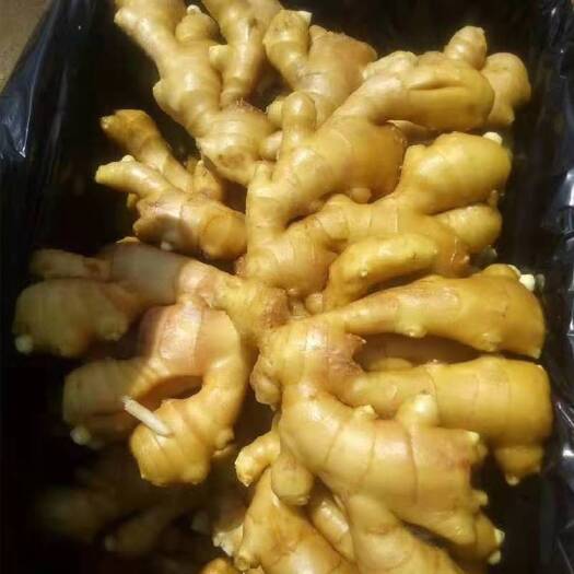 沂水县山东小黄姜产地一手货源