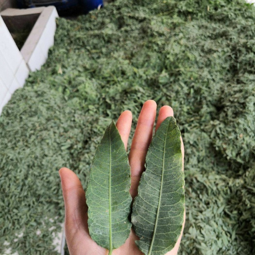 新疆罗布麻配绞股蓝 罗布泊原产新疆罗布麻叶 红梗罗布麻茶叶