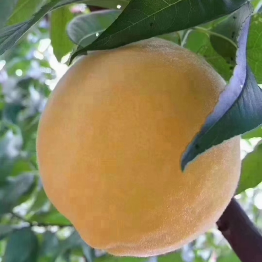 炎陵县炎陵锦绣黄桃