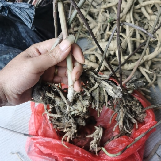 天麻，冠花天麻