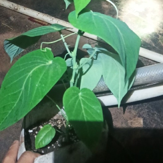 灵山县新品种哥伦比亚热情果树苗黄金百香果苗纯甜水果大耐寒南北方种植