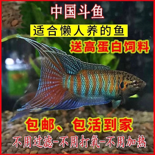 上饶中国斗鱼