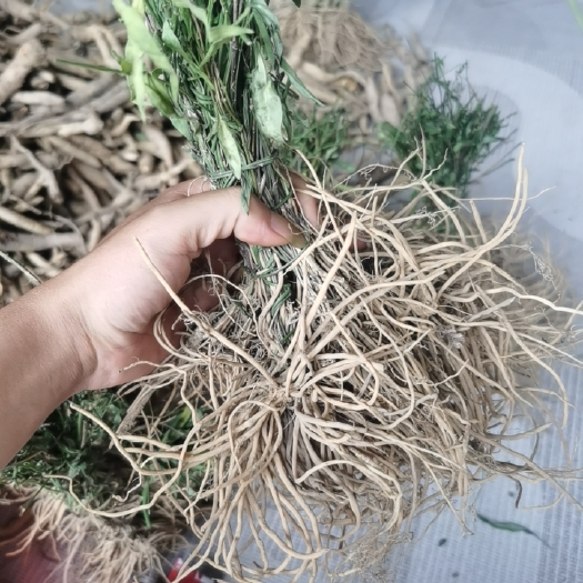 望谟县毛草细辛