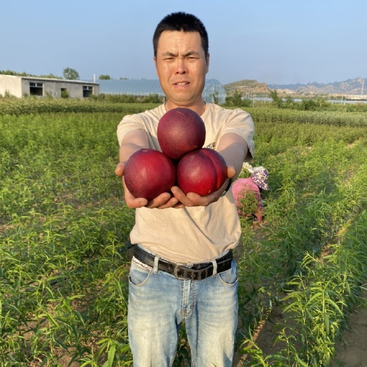 早熟黑皮158油桃苗又名黑头桃树苗，纯度种苗基地批发价格